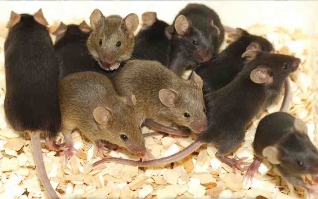 RODENT CONTROL
